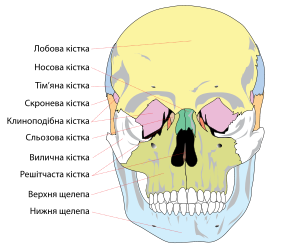 Лицьовий череп.png