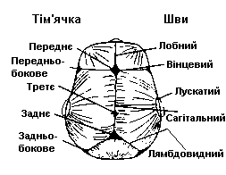 З’єднання кісток черепа. Вікові особливості черепа. — Wiki