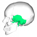 250px-Temporal bone lateral5.png