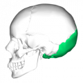 250px-Occipital bone lateral4.png