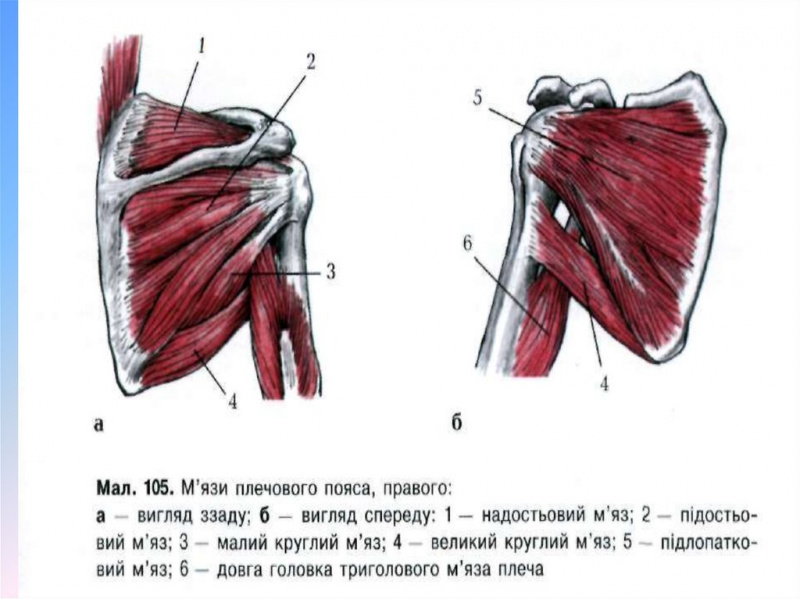 Длина до лопаток фото