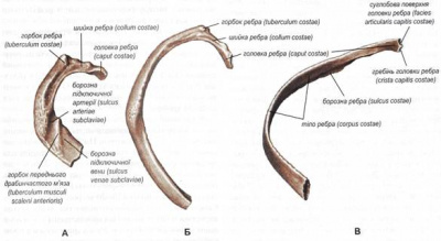 Ребра фото анатомия
