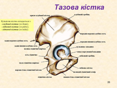 Скелет таза человека сзади фото