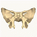 220px-Sphenoid bone - close-up - animation.gif
